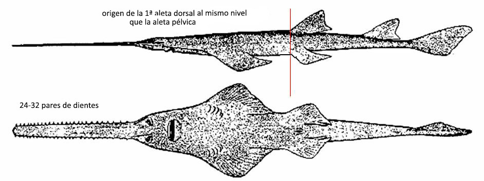 pristis pectinata_01.jpg